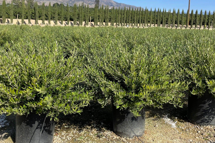 All Photos for Southern Roots Tree Farm in Crystal River, FL