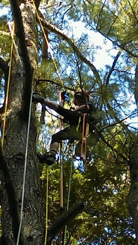 All Photos for The Tree Fairy in Temecula, CA