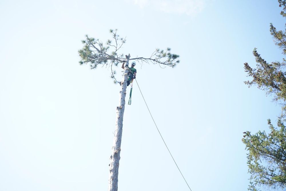 All Photos for Dan's Tree Service LLC in Bemidji, MN