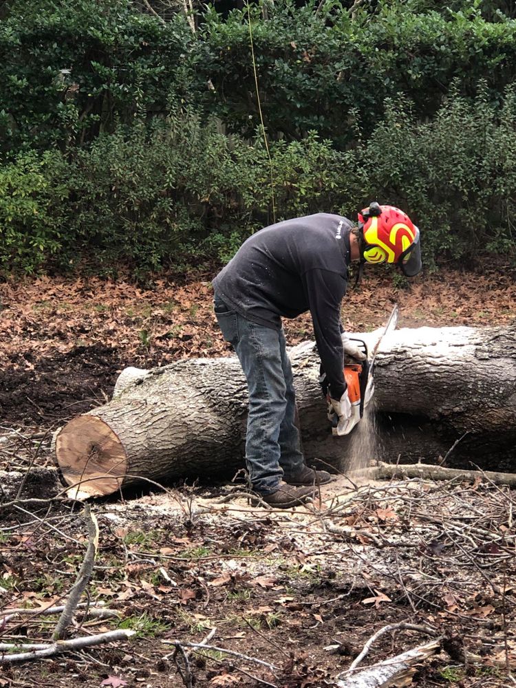 Our expert Tree Removal service ensures safe and efficient removal of unwanted or hazardous trees, enhancing your property's beauty and safety while minimizing disruption to your landscape. Contact us for a consultation. for Coastal Tree & Stump in Charleston, SC