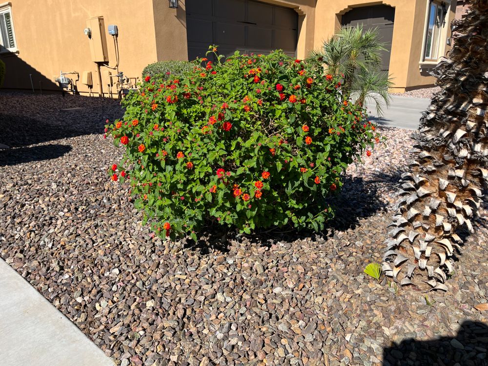 All Photos for Grand Canyon State Landscape Inc. in Surprise, AZ