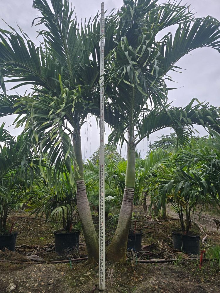 Landscaping for Plant World LLC in Cape Coral, FL