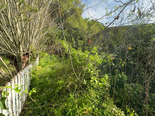 Tree Cleanup  for D&D Services of Pensacola in Pensacola, FL