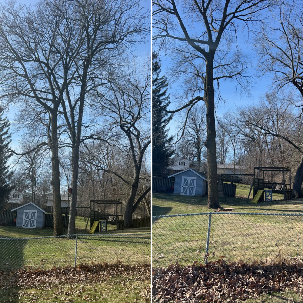 All Photos for Fransen's Tree Service  in Freeport, IL