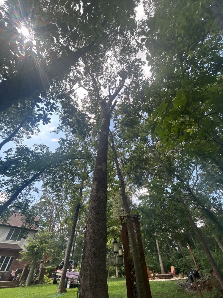 All Photos for Stinger Tree Service in Belleville, IL