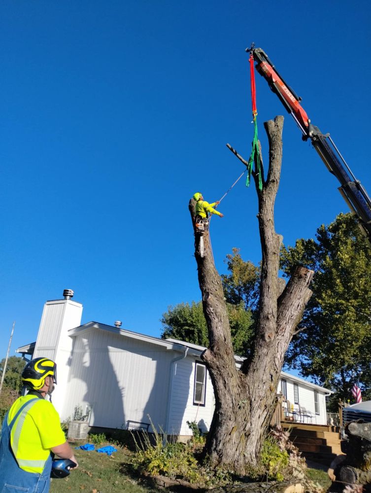 All Photos for Mitchell Tree Company in Lathrop, MO