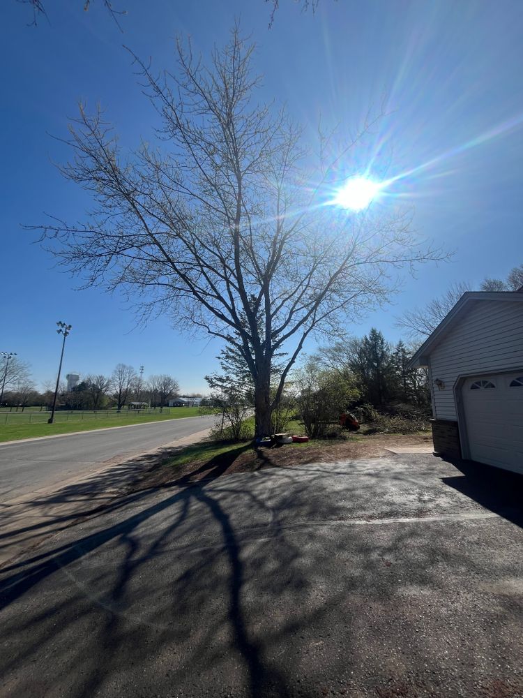 Trees for K and Z Tree Care in Andover, MN