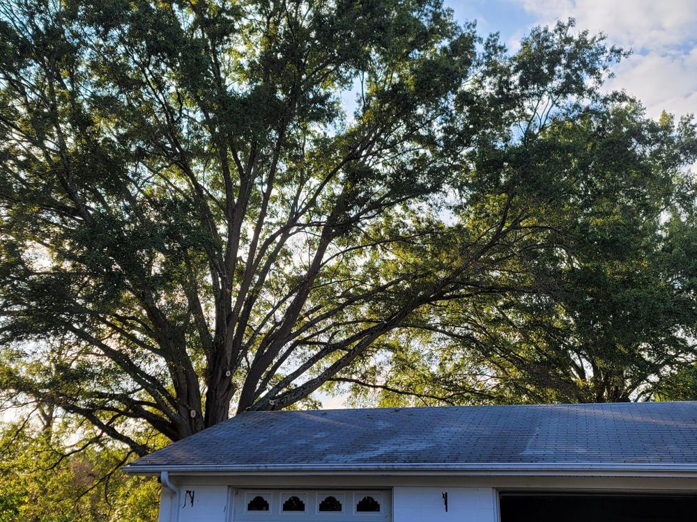 Fall and Spring Clean Up for Preserve A Tree LLC in  Mount Pleasant, North Carolina