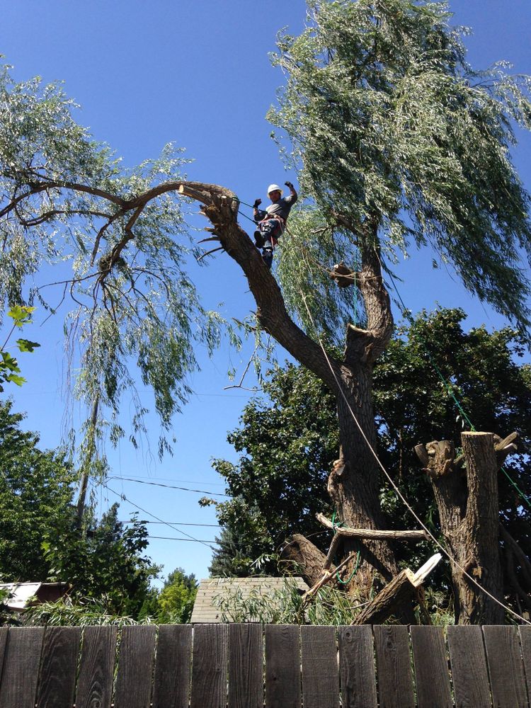 Tree Removal for IOL TREE EXPERTS in Spokane Valley, WA