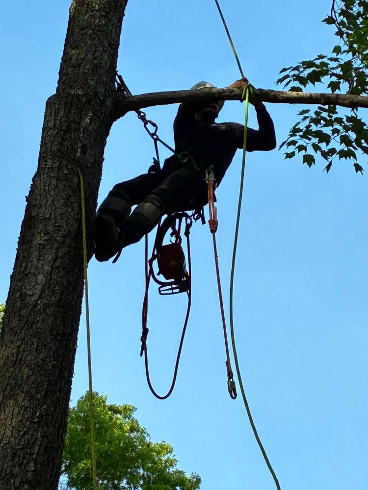 All Photos for Skys The Limit Tree Management in Morehead, KY