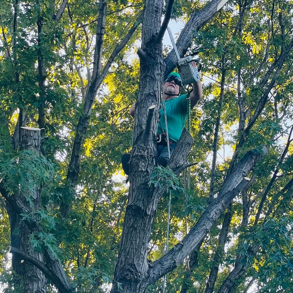 All Photos for Tree Life Tree Service in Wichita, KS
