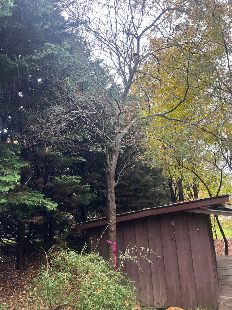 All Photos for Ground To Sky Tree Care in Asheville, North Carolina