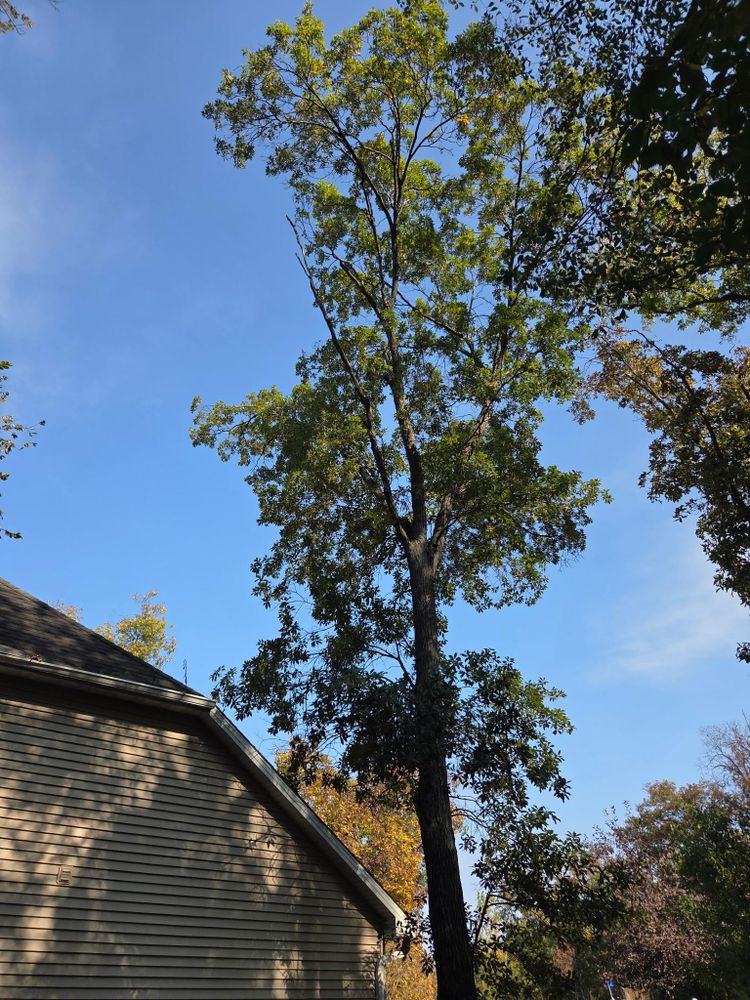 All Photos for Lawn Ranger Yard And Tree Service LLC in Ottumwa, IA