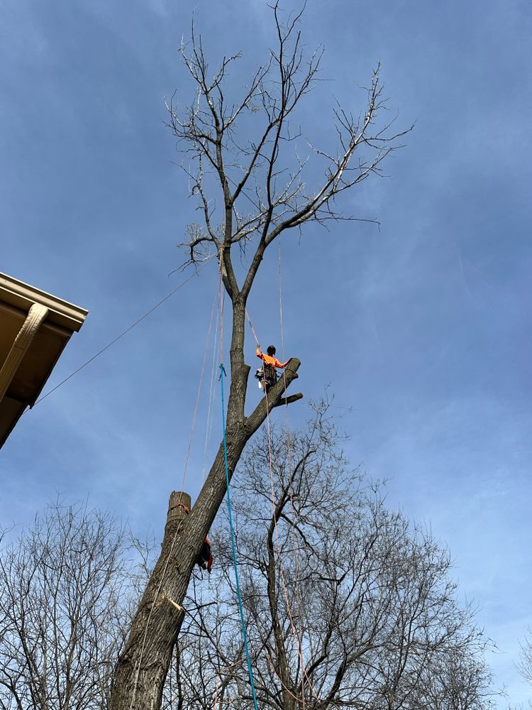All Photos for Cross Family Tree Service in Kearney, MO