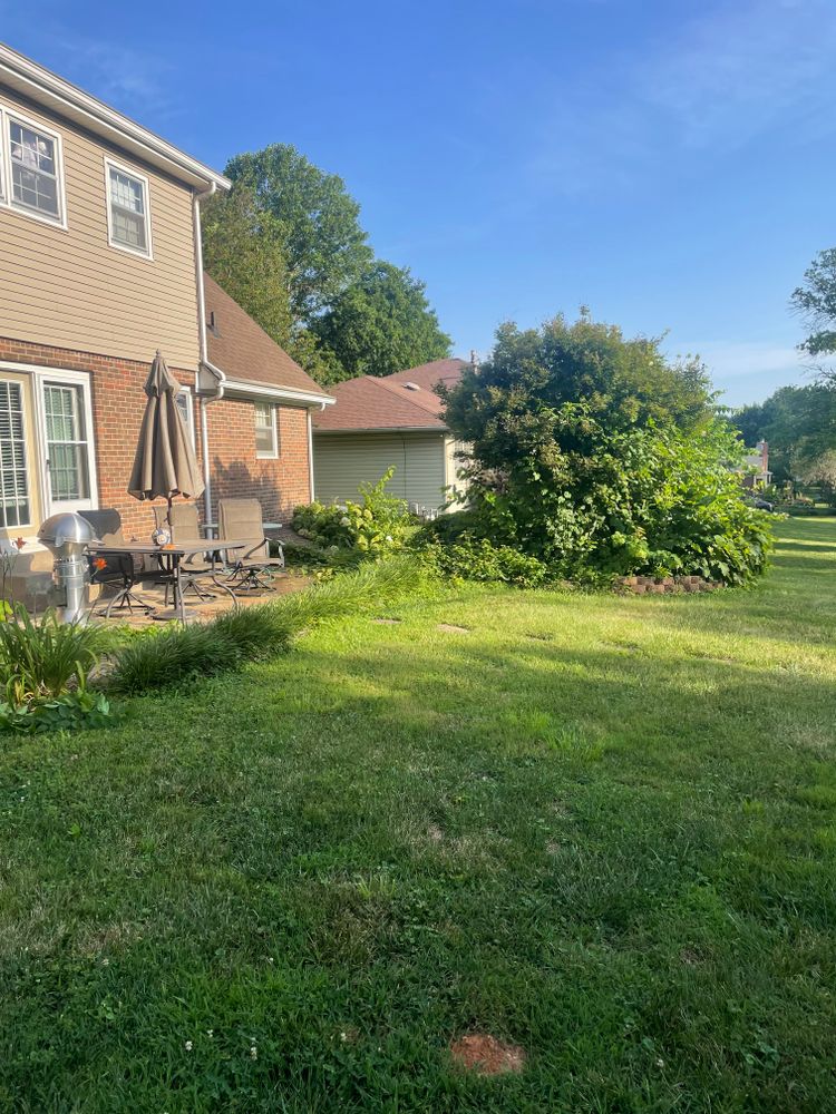 Before and after  for Optimum Tree Service And Landscaping in Bowling Green, KY