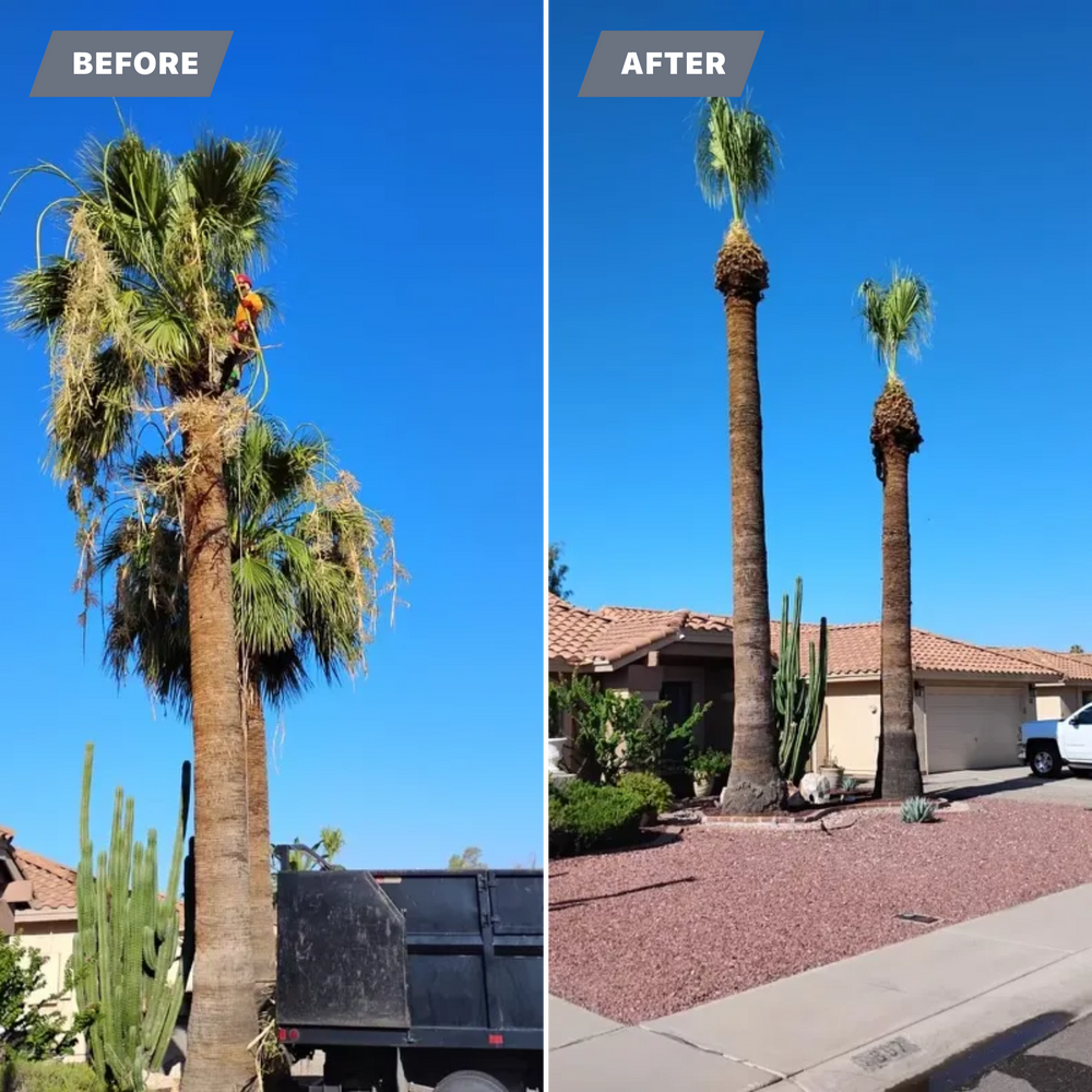 Our Palms Trimming service expertly shapes and maintains palm trees on your property, enhancing curb appeal and promoting healthy growth. Trust us for professional shrub trimming to transform your landscape beautifully. for AZ Tree & Hardscape Co in Surprise, AZ