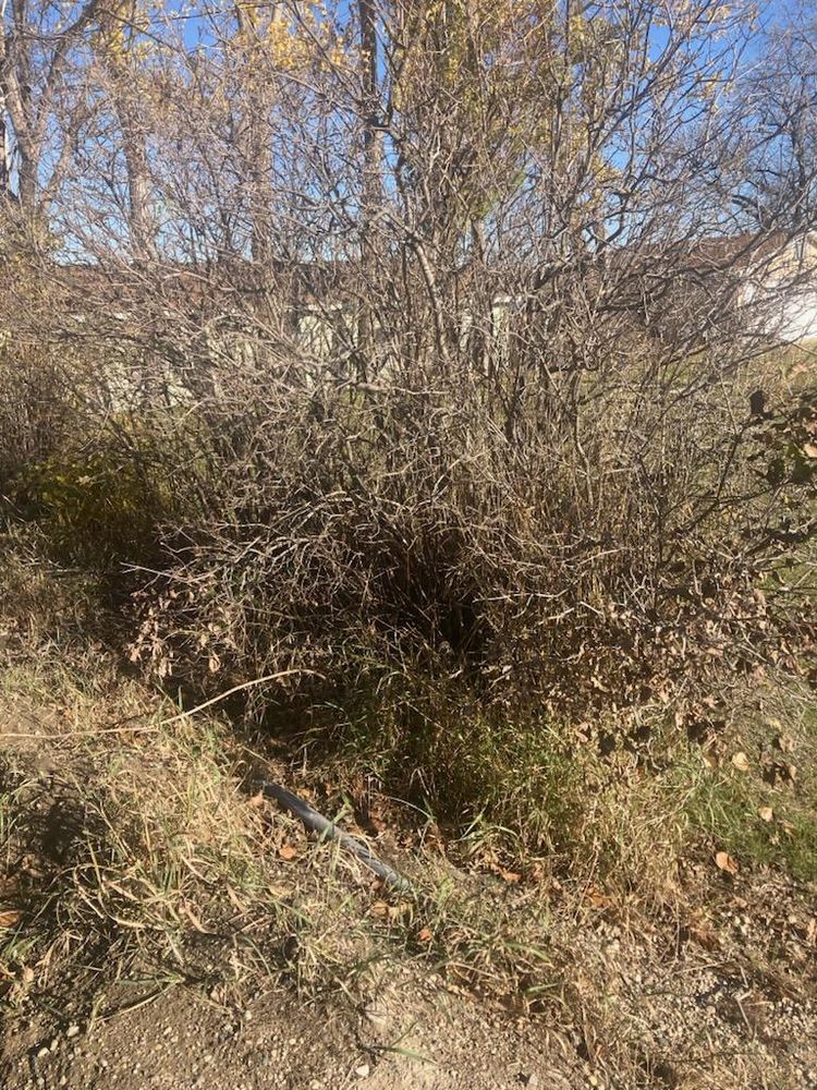 All Photos for Dan's Tree Service LLC in Bemidji, MN