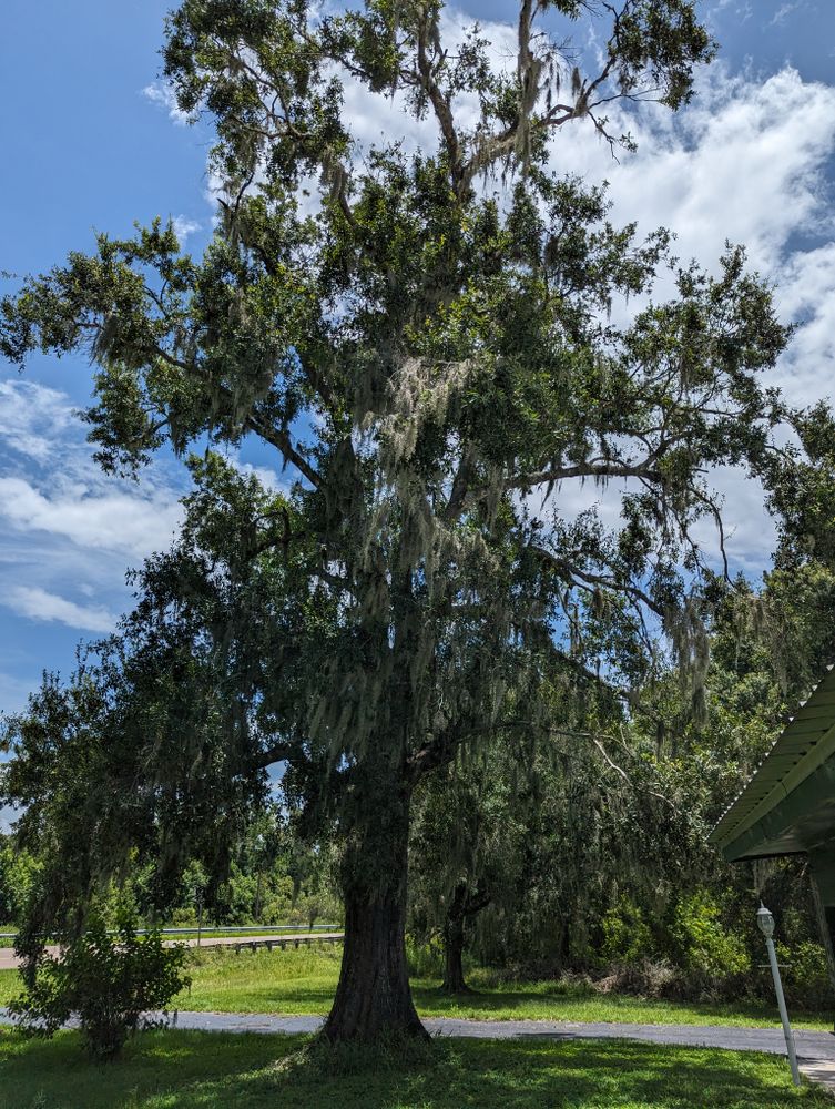 All Photos for Regal Tree Service and Stump Grinding in Wauchula, FL