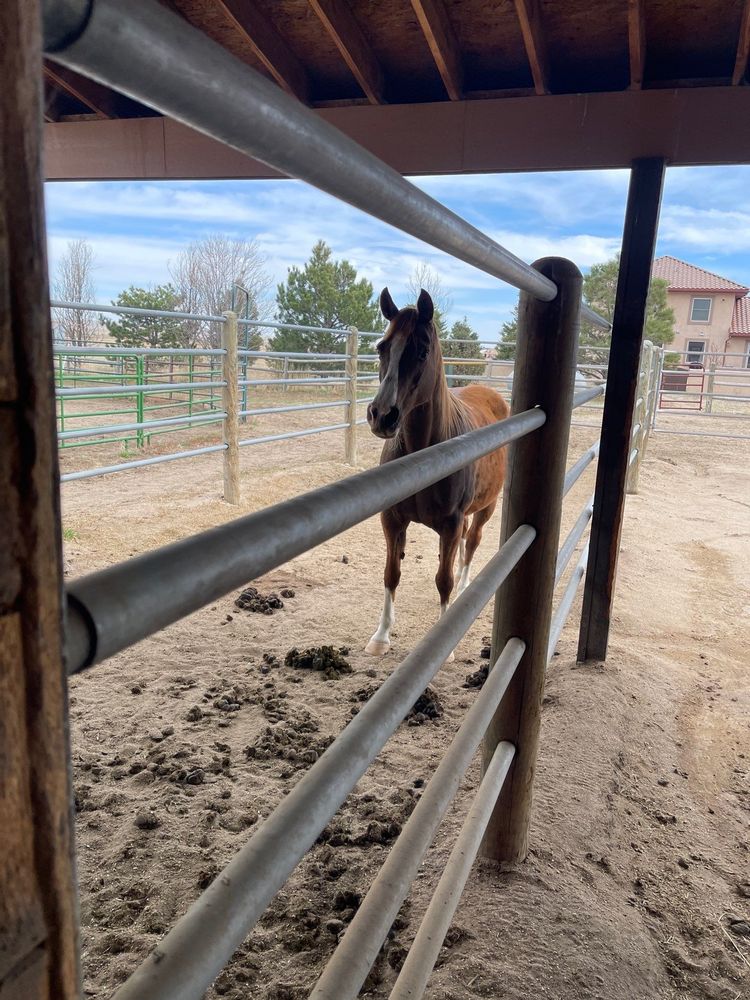 It's really about the pets we meet along the way... for Mr. Pipe Dreams LLC in Colorado Springs, CO