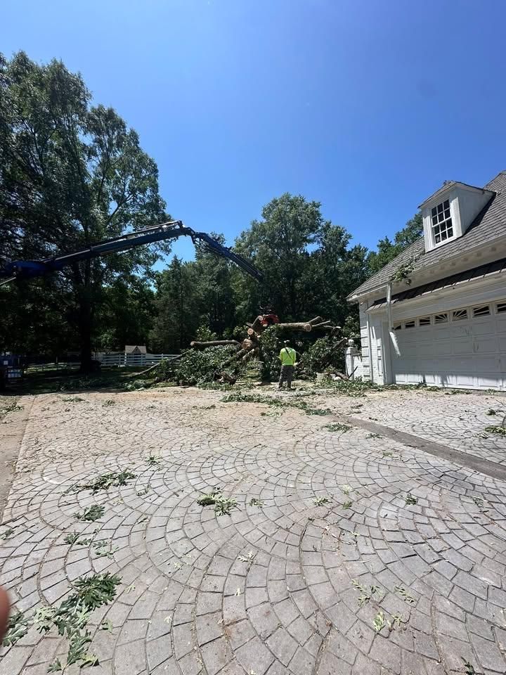 All Photos for Rawls Tree Care in Richmond, VA