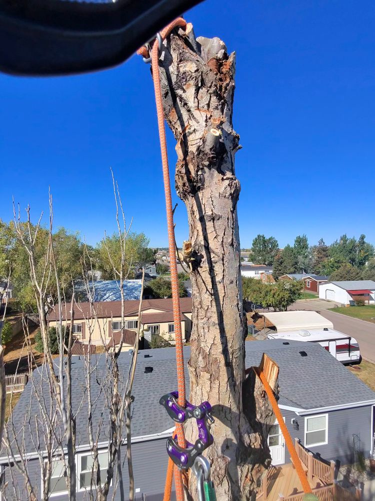 All Photos for Elevated Tree Care in Gillette, WY