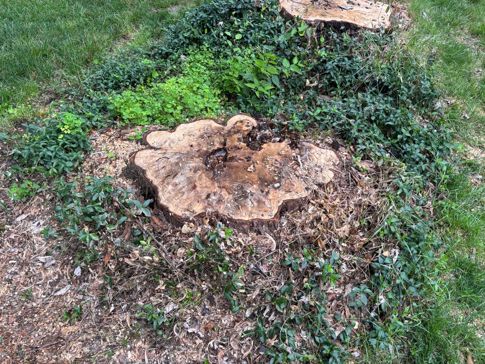 All Photos for Conrad's Stump Removal in Columbus, IN