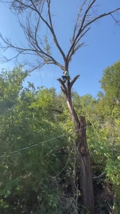 All Photos for Marks Tree Service in Fort Worth, TX