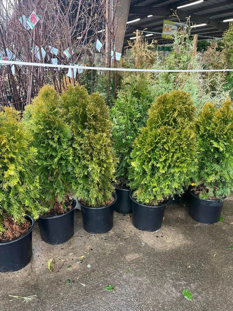 Discover our Plant Sales service, offering a wide selection of quality trees to enhance your home's landscape. Transform your outdoor space with expert advice and healthy plants from our trusted team. for S&R Landscaping and Nursery in Charlotte, NC
