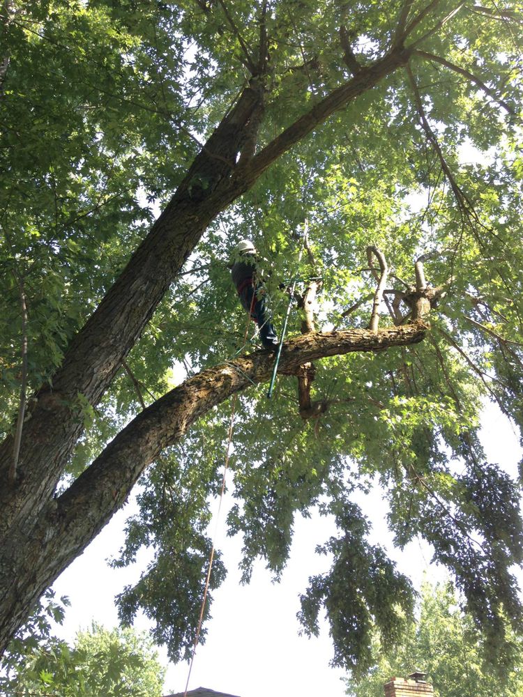 Tree Removal for IOL TREE EXPERTS in Spokane Valley, WA