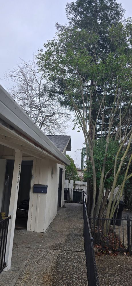 All Photos for George Staddan's Professional Tree Care in Placerville, CA