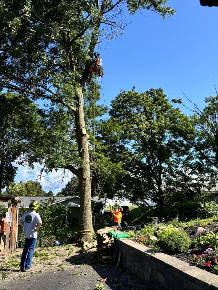 Shrub Trimming for JJ Tree Service in Gibsonia, PA