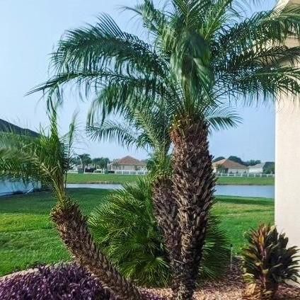 All Photos for TopNotch Landscaping Services  in The Villages, FL