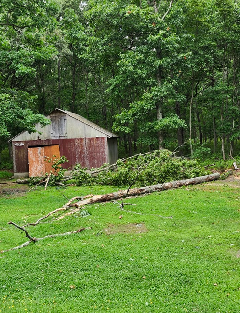 All Photos for Melnyk’s Tree Service in Salem County, NJ