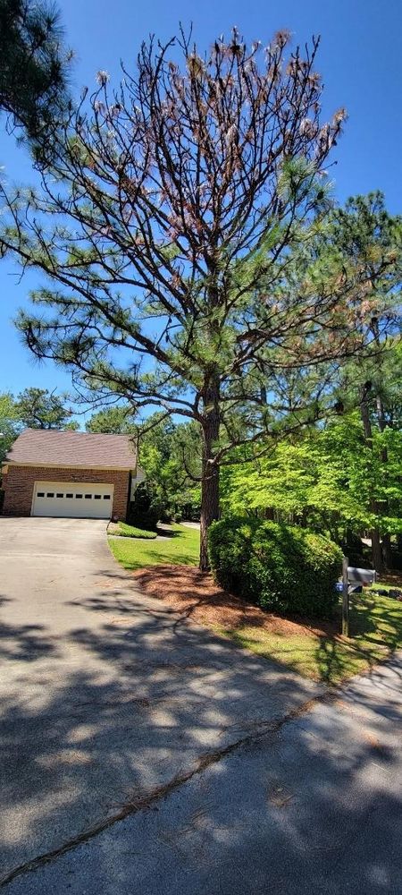 Tree Removal for Tucker's Tree Service and Stump Grinding in Lugoff, SC