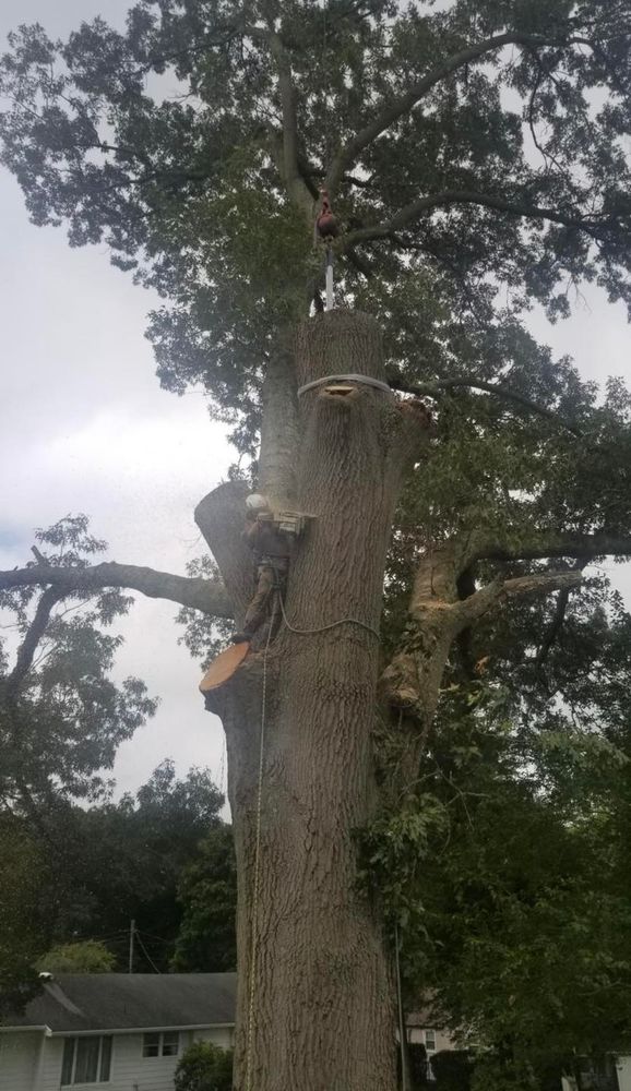 Tree Removal for Hingewood Tree Service in Salem, NJ