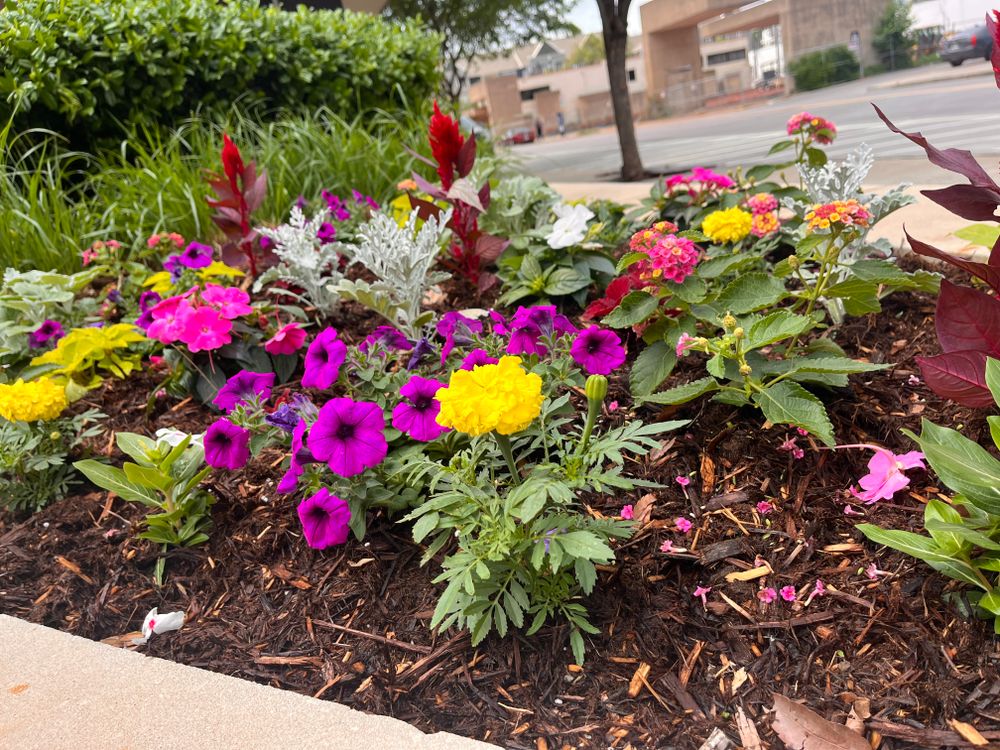 Seasonal Color for Urban Lawn & Landscape in Oklahoma City, OK
