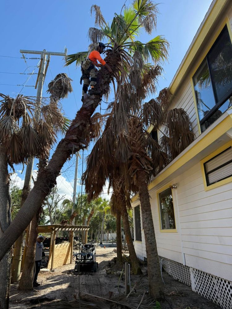 Our professional Tree Removal service ensures safe, efficient removal of unwanted or hazardous trees, enhancing your property's appearance and safety while preserving the surrounding landscape with minimal disruption. for Damian’s Tree Care in Sarasota, FL