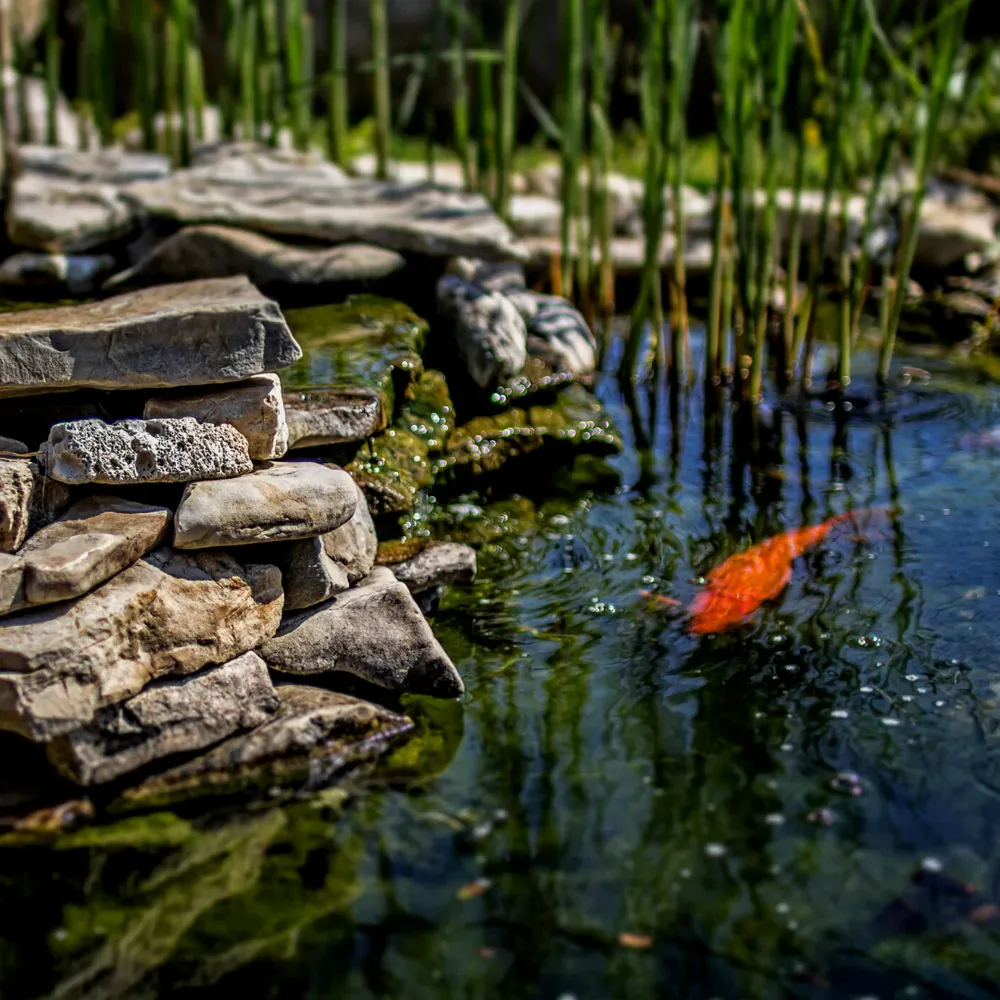 Our Ponds service offers expert excavation and design to create beautiful, functional water features that enhance your property’s aesthetics and value, ensuring personalized solutions with durable materials for lasting enjoyment. for Cline's Land Management in Dalton, GA