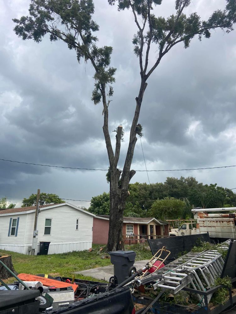 All Photos for Efficient and Reliable Tree Service in Lake Wales, FL