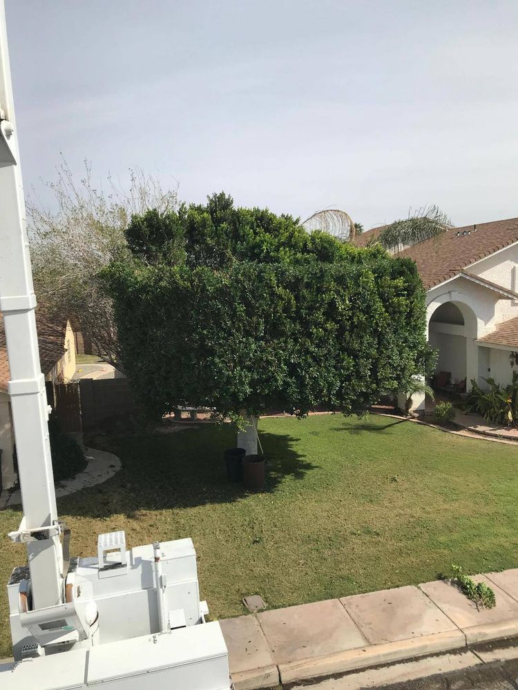 Our professional shrub trimming service enhances your landscape's beauty by expertly shaping and maintaining shrubs, improving curb appeal, promoting healthy growth, and ensuring vibrant greenery year-round for your home's exterior. for Yuma Palms & Tree Service in Yuma, AZ