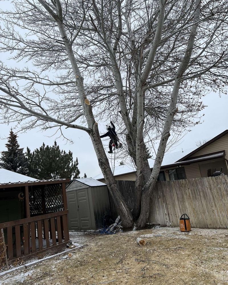 All Photos for Elevated Tree Care in Gillette, WY