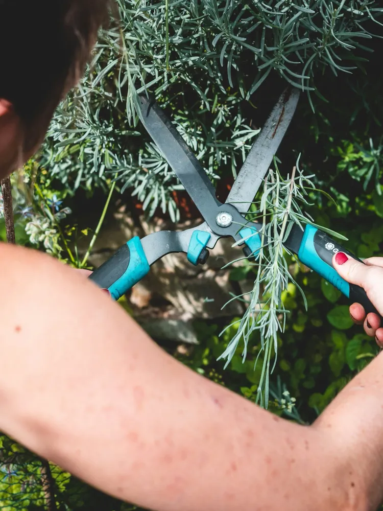 Enhance your outdoor space with our expert shrub trimming service, ensuring healthy growth and a polished look. Trust our skilled team to maintain beautiful and well-shaped shrubs that complement your home's landscape. for Vasel's Landscaping Services in Medina, OH