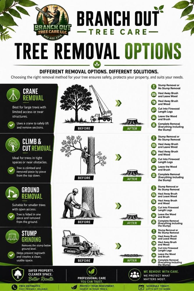 All Photos for Branch Out Tree Care LLC in Fredericksburg, VA