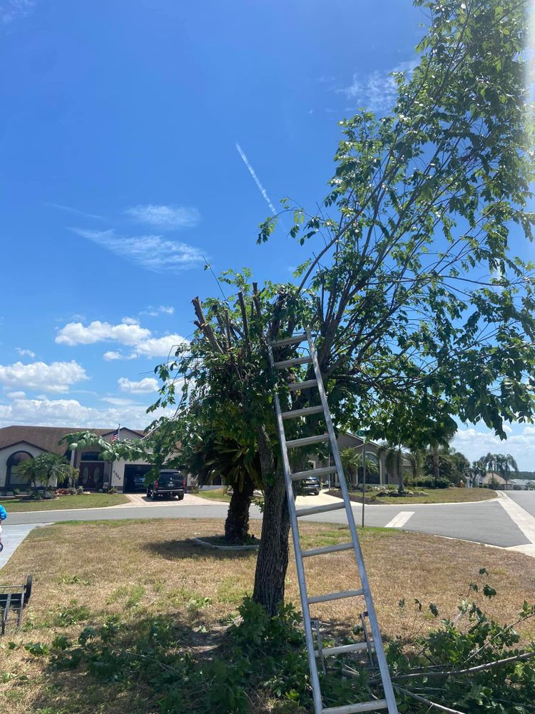 All Photos for Efficient and Reliable Tree Service in Lake Wales, FL