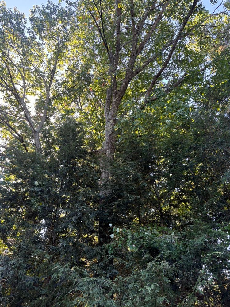 All Photos for T's Trees in Albany, NY