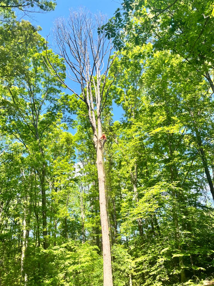 All Photos for Ricky's Tree Service & Property Care in Orange, VA
