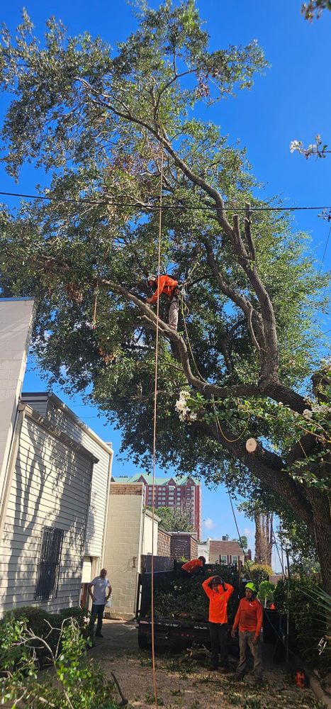 All Photos for Servin's Tree Care  in Houston, TX