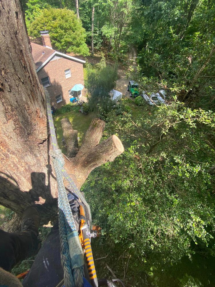 Tree Removal for Ascending Tree Service LLC in Kenbridge, VA