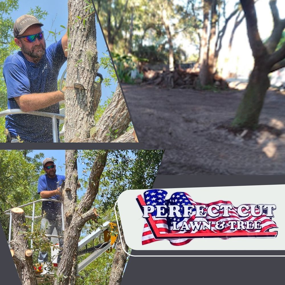 All Photos for Perfect Cut Lawn & Tree Care in Citrus Springs, FL
