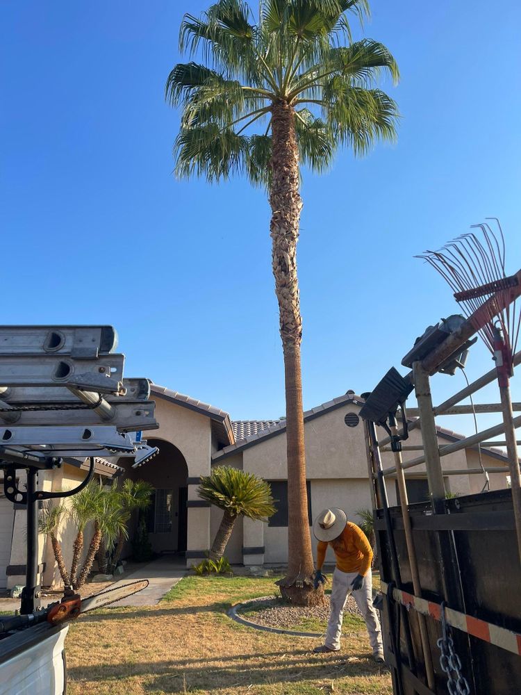 All Photos for Oliver L. Palm & Tree services in Yuma County, AZ